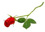 une belle fleur pour  une belle amie c hassnae