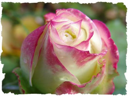 cette fleur c est pour toi